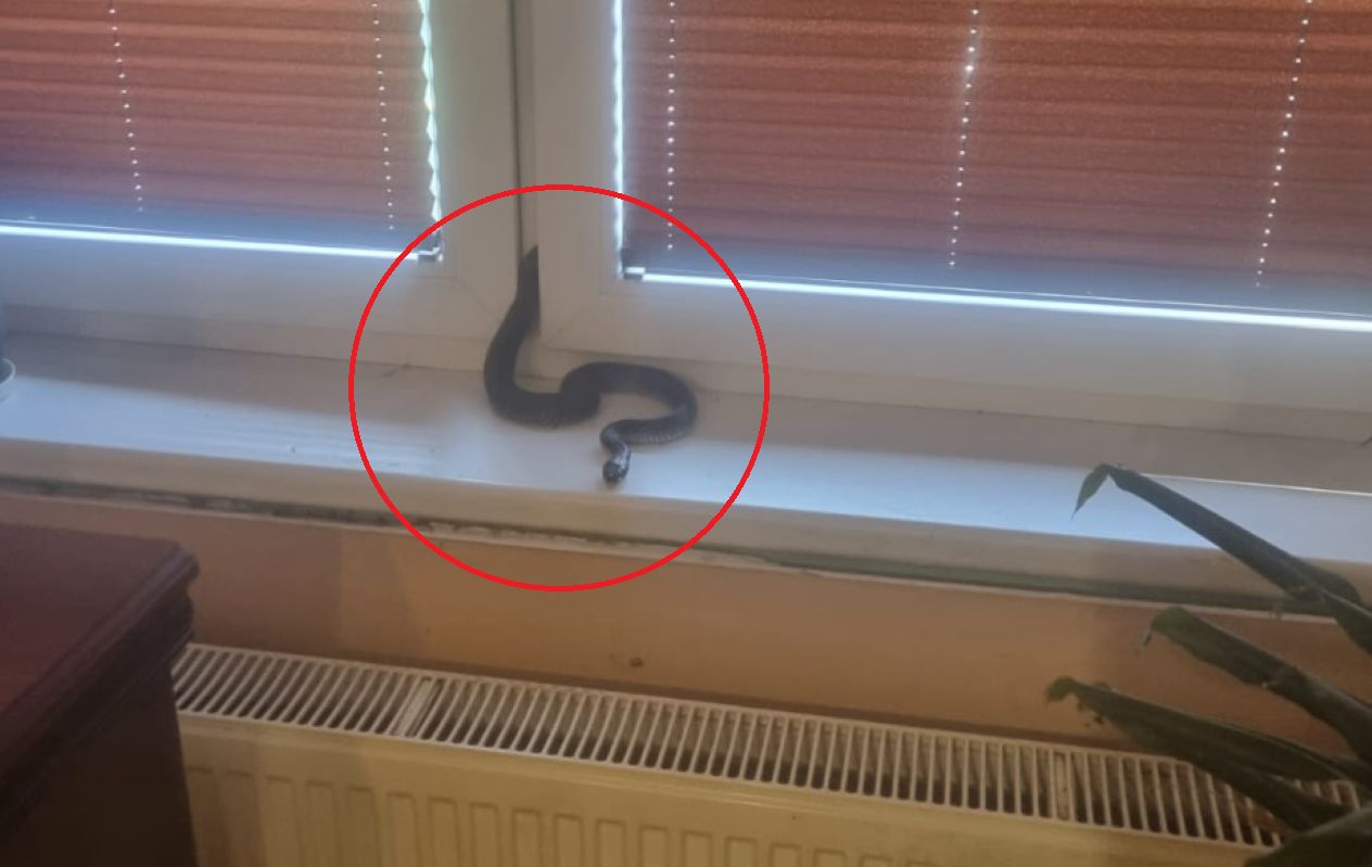 Wykorzystała otwarte okno. Niecodzienna interwencja strażaków
