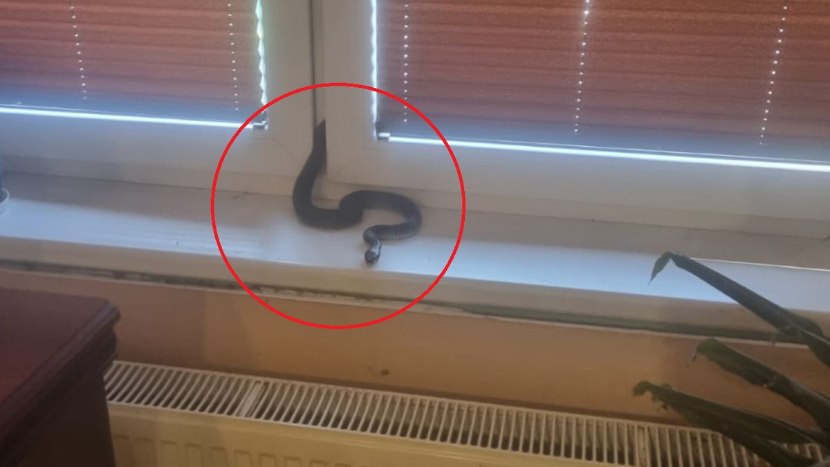 Żmija wślizgnęła się do domu przez okno