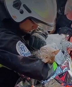 Kot ocalony po ataku na Kijów. Strażacy znaleźli go w gruzach