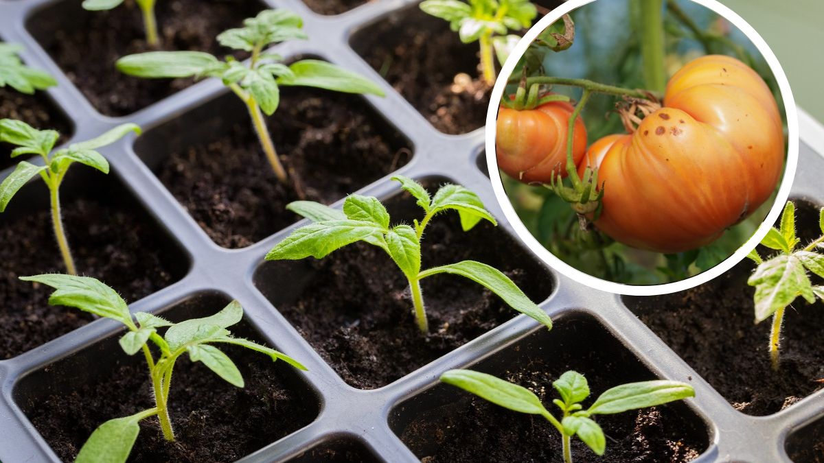 Kiedy najlepiej wysiewać pomidory?