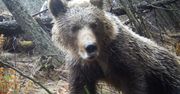 Wilki, rysie i niedźwiedzie z Tatr online. Każdy może pomóc w analizie