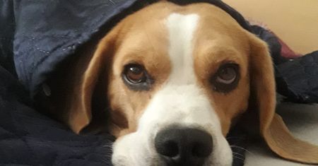 Beagle – słodki żebrak, który dla jedzenia zrobi wszystko