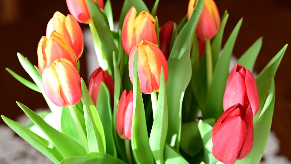 Jak przedłużyć świeżość tulipanów? Praktyczne triki na Dzień Kobiet