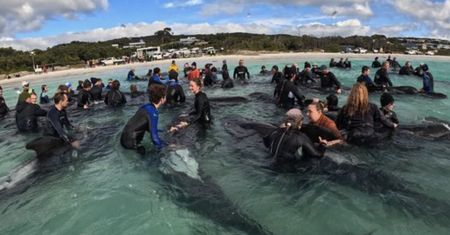 51 wielorybów na australijskiej plaży. Wolontariusze przegrali walkę o ich życie