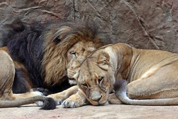 Największe zoo w Polsce nadal pozostaje zamknięte. Podano powód