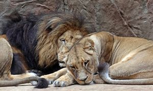 Największe zoo w Polsce nadal pozostaje zamknięte. Podano powód