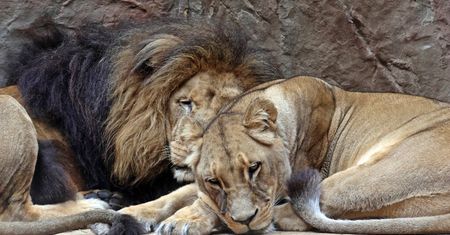 Największe zoo w Polsce nadal pozostaje zamknięte. Podano powód