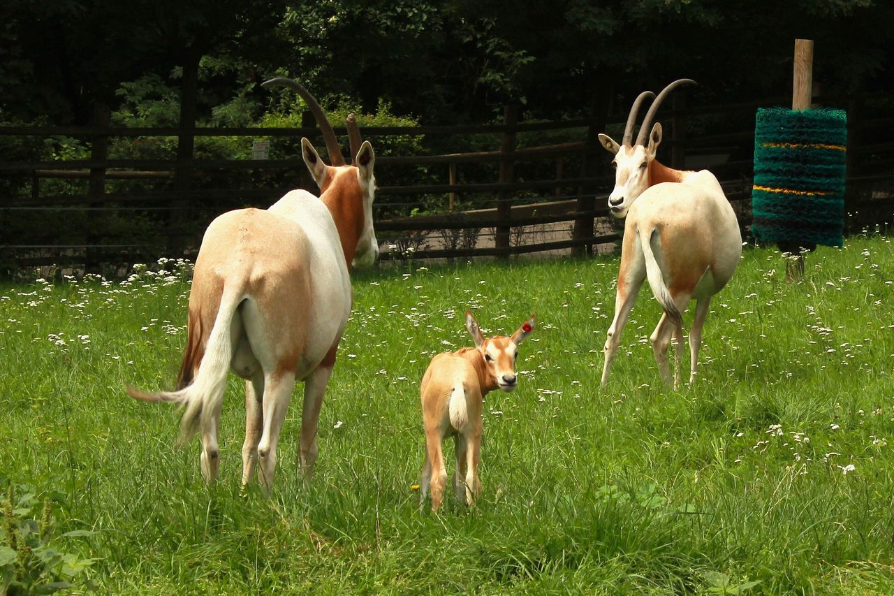 Kolejne narodziny w płockim ogrodzie zoologicznym!