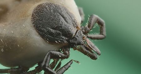 Przebadali kleszcze. Wywołują groźną chorobę u ludzi