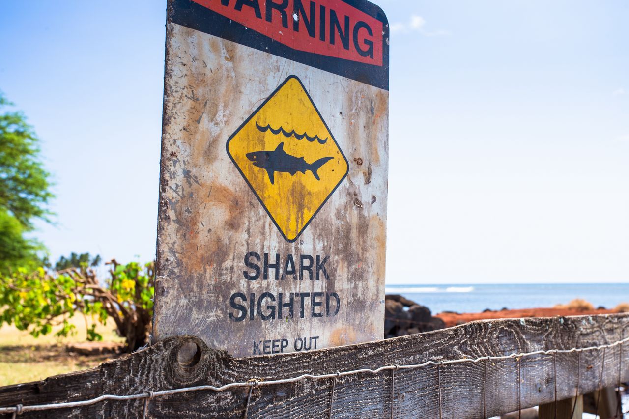 Shark attack