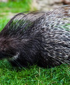Nietypowa akcja poszukiwawcza pod Warszawą. Dwa jeżozwierze na wolności
