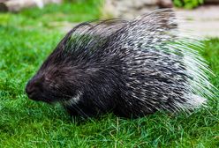 Nietypowa akcja poszukiwawcza pod Warszawą. Dwa jeżozwierze na wolności