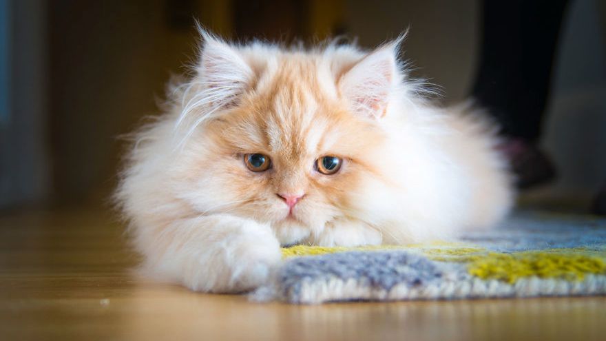 Piękne kocie emocje na zdjęciach Andrew Marttila 1