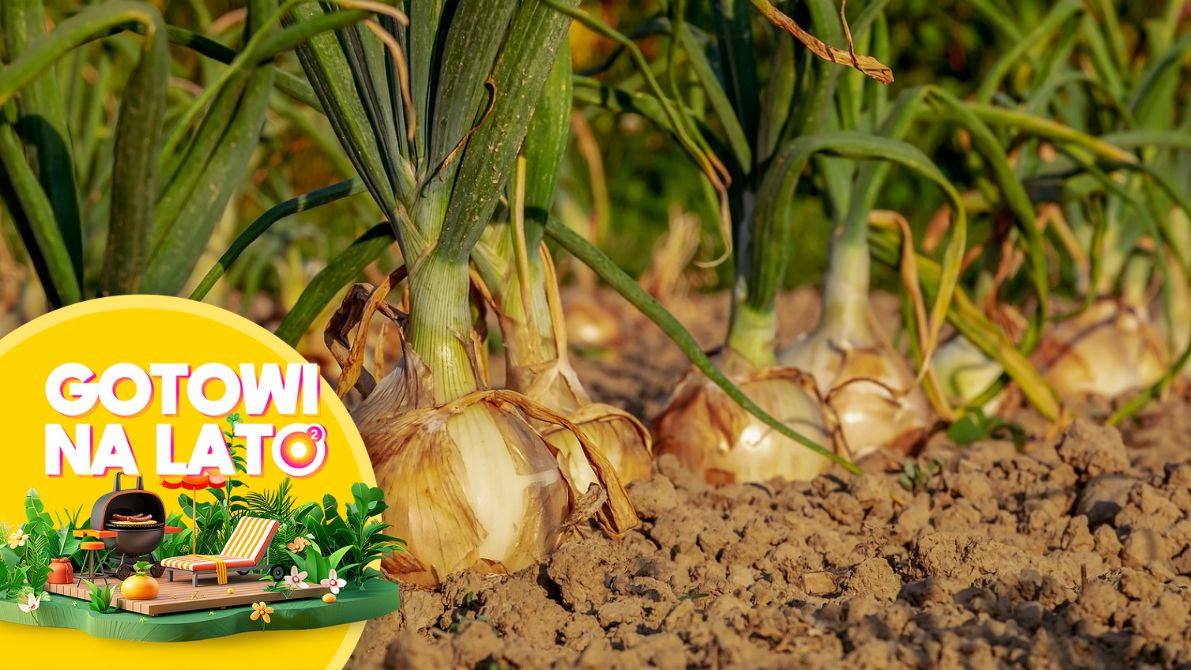 Skuteczne sposoby na walkę z grzybem podczas uprawy cebuli