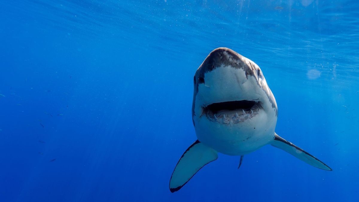 Żarłacz białopłetwy, zdjęcie poglądowe 