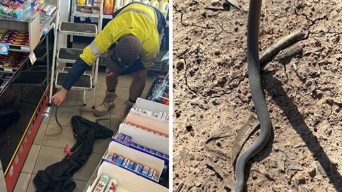 Brązowy wąż wschodni jest jednym z najbardziej jadowitych na świecie