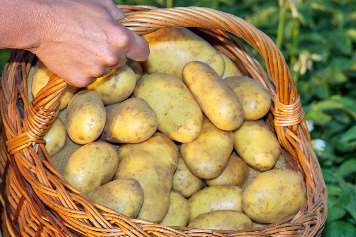 Jak przechowywać ziemniaki, by przetrwały aż do wiosny?