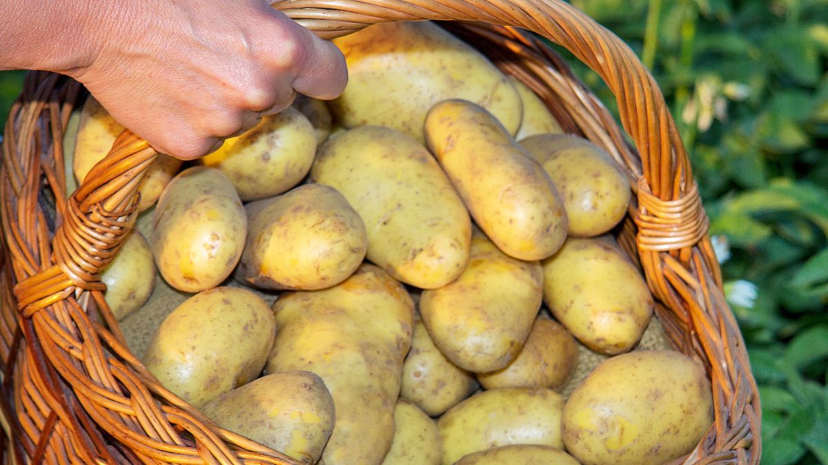Jak przechowywać ziemniaki, by przetrwały aż do wiosny?