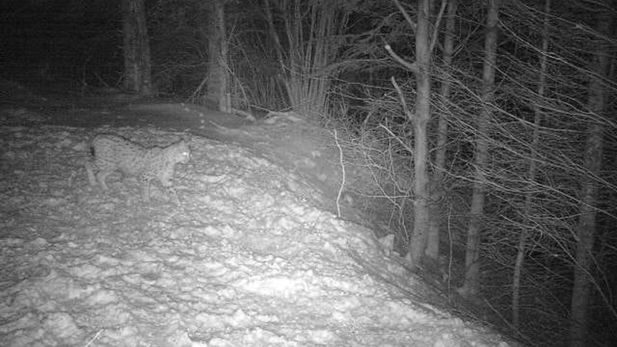 Rys spacerował po lesie. 