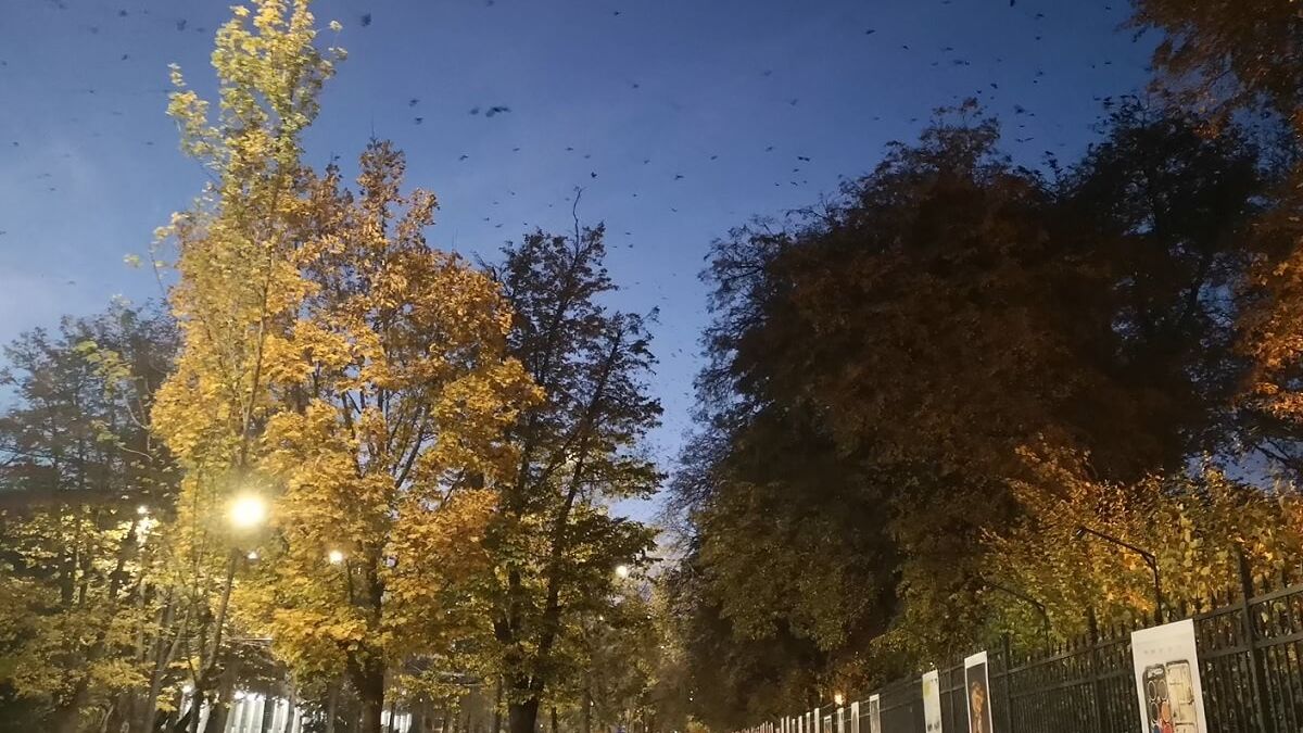 Tysiące gawronów nad Lublinem