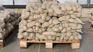 Wysłali ziemniaki do Polski. Zarobili 285 mln zł. Oto skąd je ściągamy