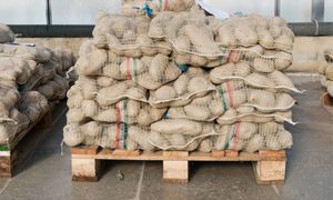 Niemieckie ziemniaki zalewają Polskę? Zapłaciliśmy za nie 136 mln zł