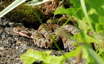 Właśnie teraz są najbardziej aktywne. Ukąszenie może być groźne