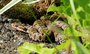Właśnie teraz są najbardziej aktywne. Ukąszenie może być groźne