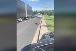 Wrocław. Potrącony dzik leży na drodze. Od czterech godzin nikt nie reaguje