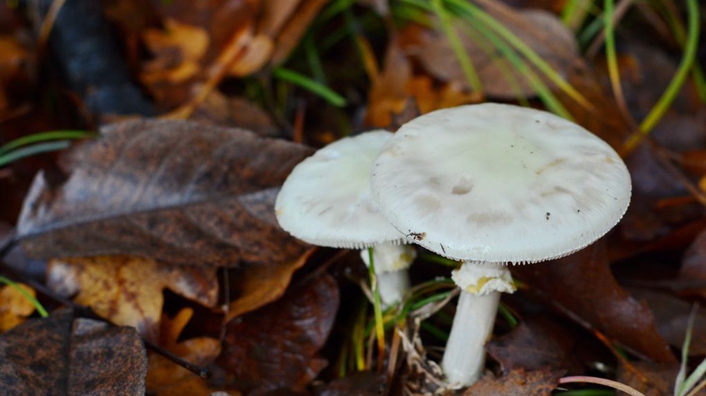 Muchomor sromotnikowy łatwo pomylić z kanią lub z maślakiem