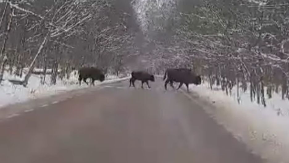 Żubry na drodze