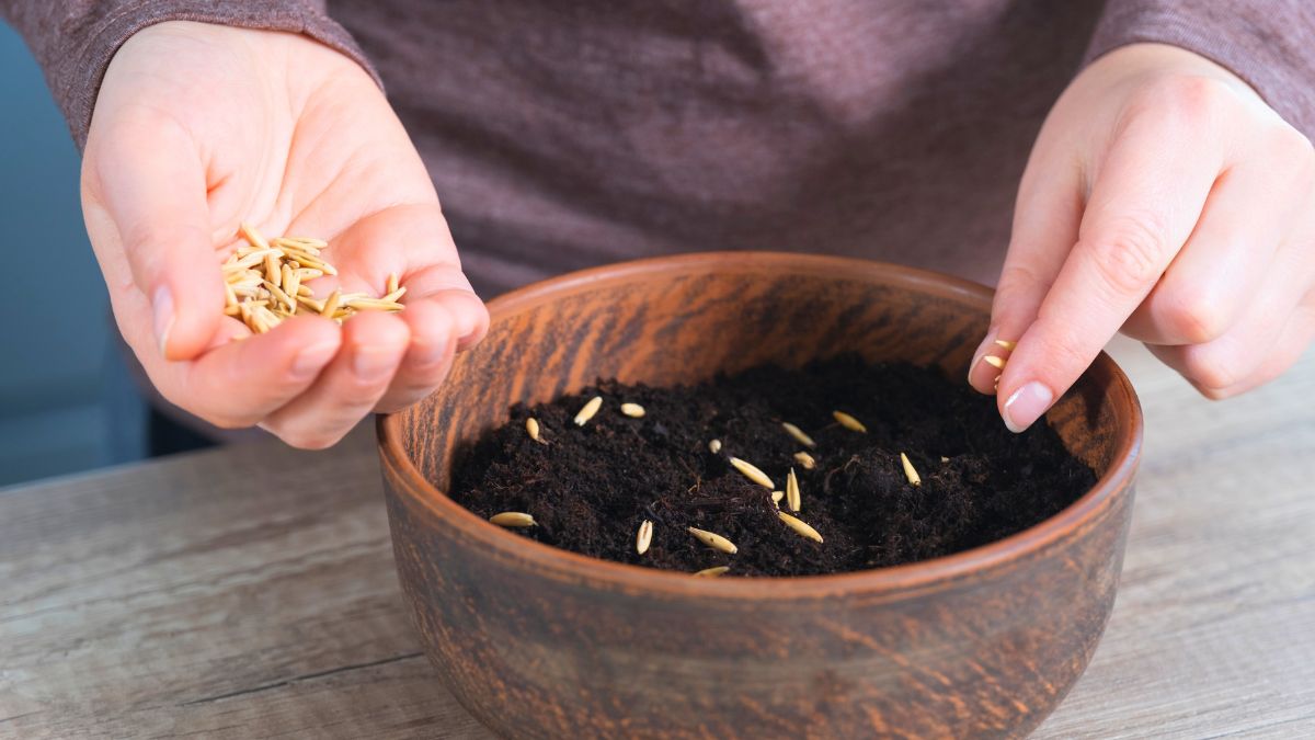 Teraz już wiem jak i kiedy zasiać owies wielkanocny 