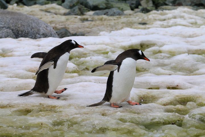 Pingwiny to zwierzęta, które żyją na Antarktydzie