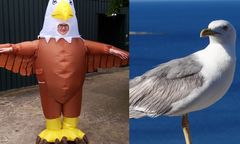 Zatrudniają ludzi do przebierania się za orły i odstraszania mew