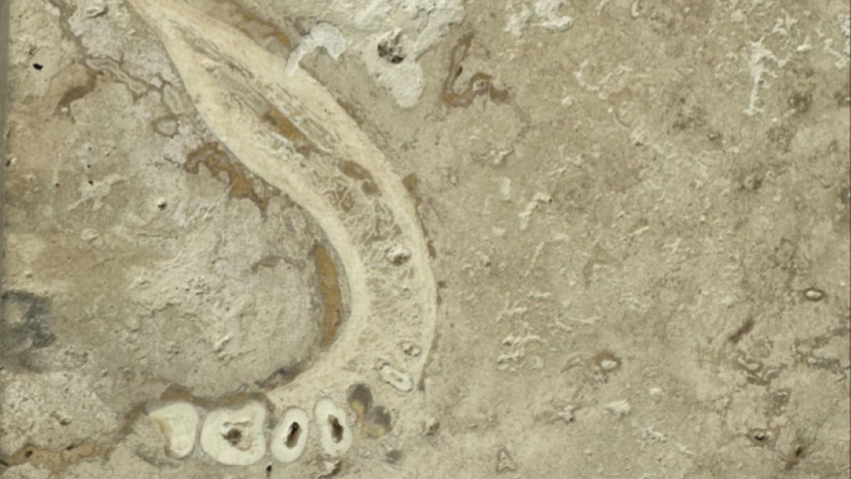 Dentysta odkrył w płytkach rodziców fragment ludzkiej żuchwy