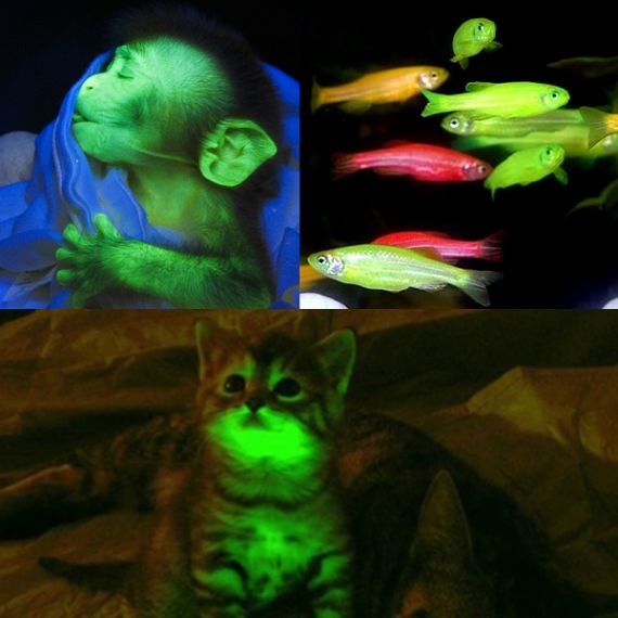 10 zadziwiających organizmów bioluminescencyjnych 3