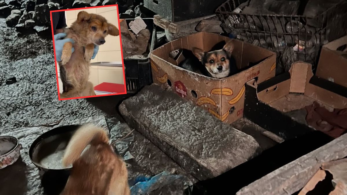 Inspektorzy DIOZ uratowali 30 zaniedbanych psów 