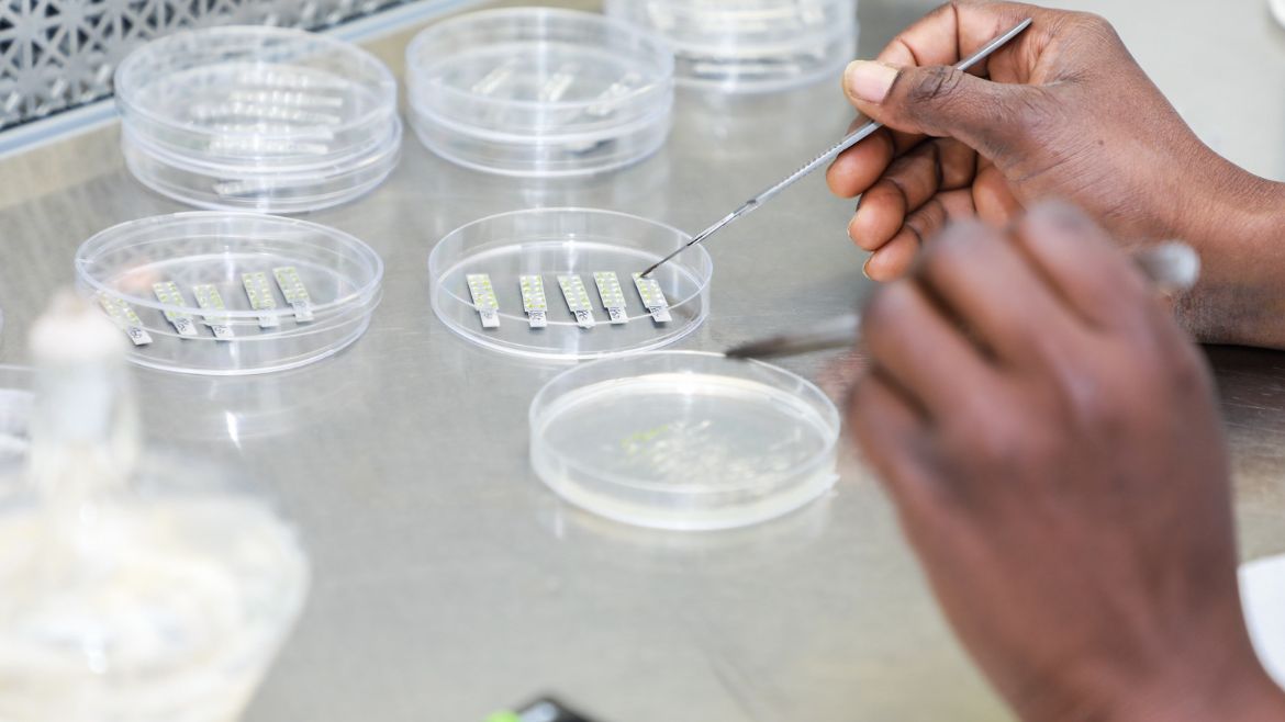 Specjaliści od zapłodnień in vitro z wykorzystaniem spermy od da