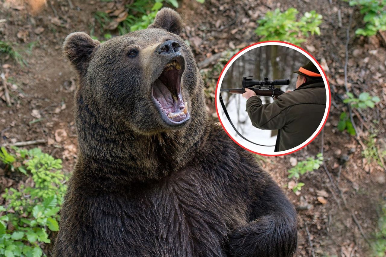 Niedźwiedź zaatakował. "Wędruje i szuka nowych miejsc". Myśliwi komentują