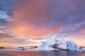 Jest już wszędzie. Mikroplastiki w jedynym owadzie Antarktydy