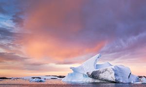 Jest już wszędzie. Mikroplastiki w jedynym owadzie Antarktydy