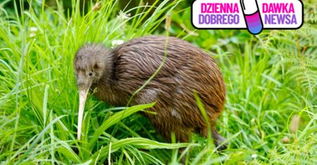 Niezwykła akcja społeczna. 250. kiwi wraca na wzgórza wokół Wellington
