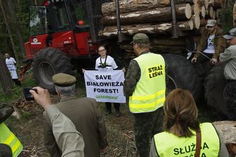 Lasy Państwowe chcą wznowić wycinkę w Puszczy Białowieskiej