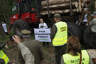 Lasy Państwowe chcą wznowić wycinkę w Puszczy Białowieskiej
