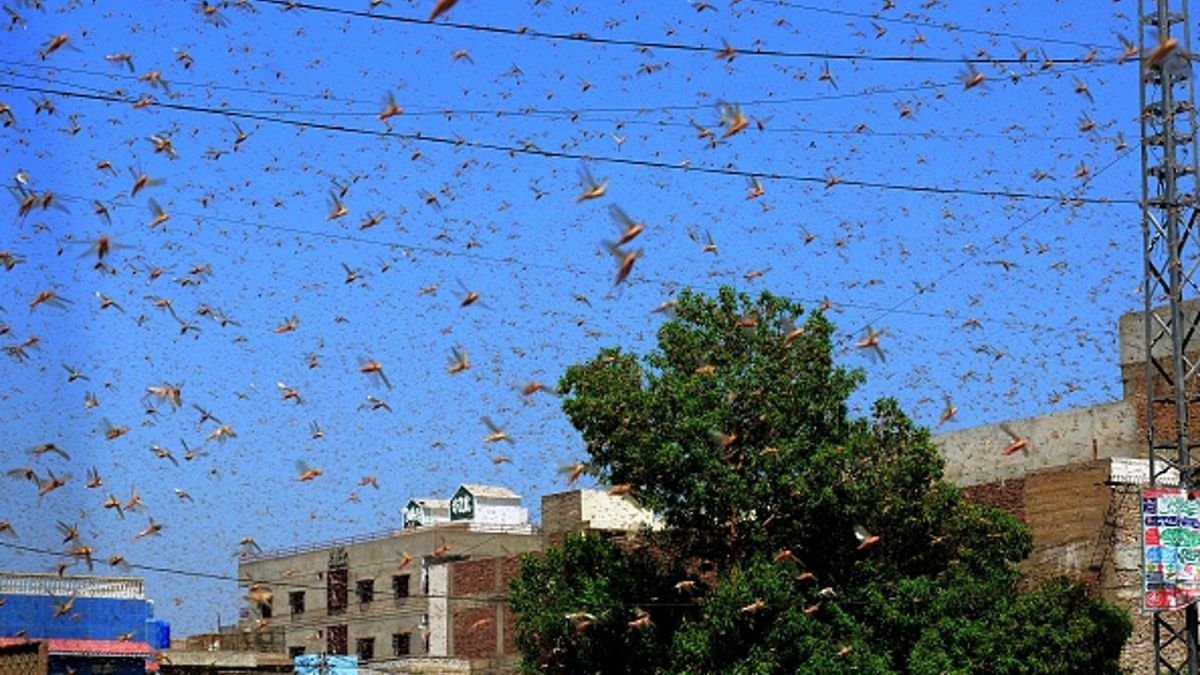 To największy atak w szarańczy w Iranie w ciągu ostatnich kilkudziesięciu lat