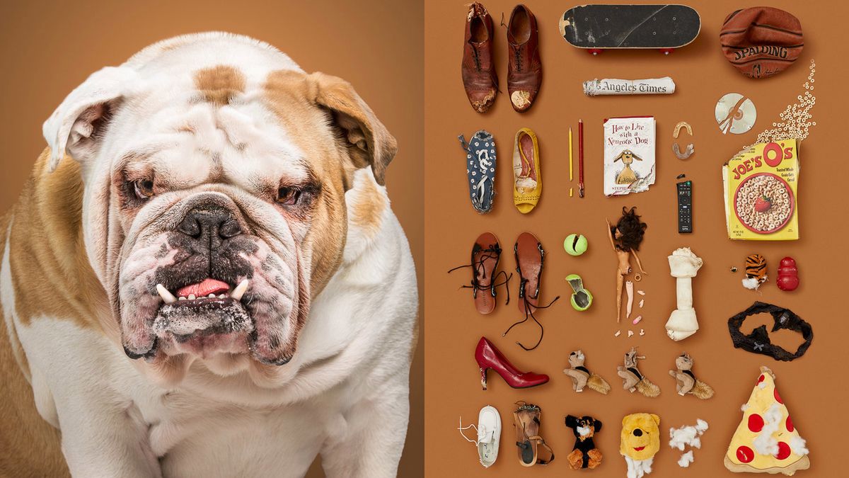 Genialny projekt, dzięki któremu poznasz osobowość psów 1