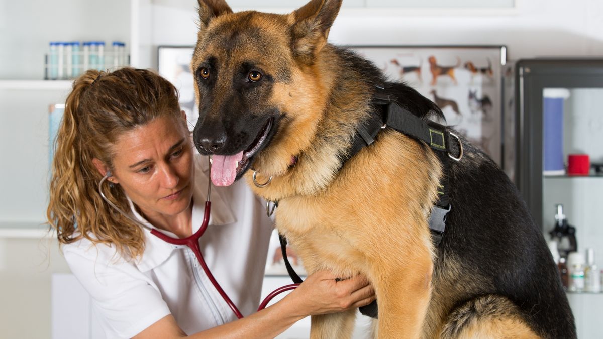 Niemcy wybierają polskich weterynarzy