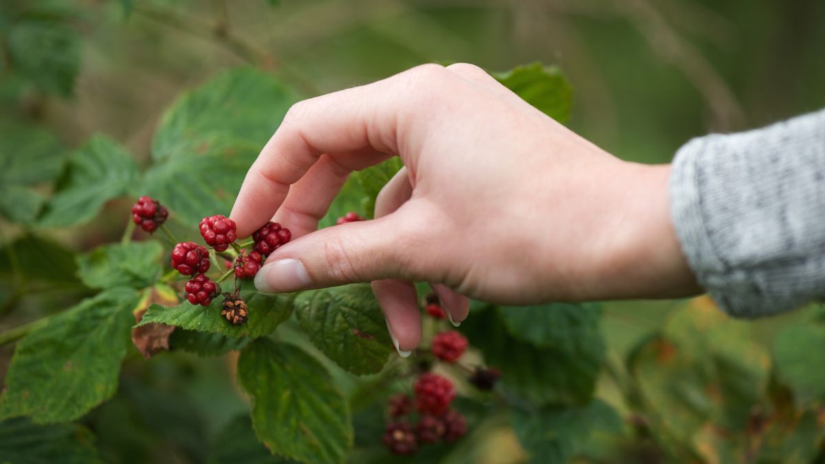 Owoce leśne mogą zawierać pasożyty