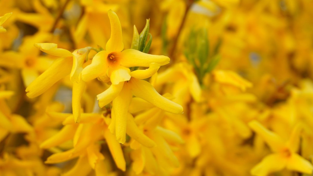 Z forsycji można przygotować prozdrowotną nalewkę