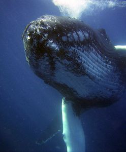 Wymiociny wieloryba warte fortunę. Rybak znalazł je na plaży